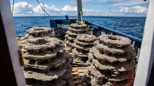 3D 打印珊瑚礁恢復斯堪的納維亞水域的鱈魚